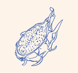 Hand drawn line art vector illustration featuring a fresh halved tropical pitaya or dragon fruit showing its seeded flesh, perfect for food designs. © Meryama