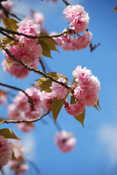 Yaezakura
double cherry blossoms
