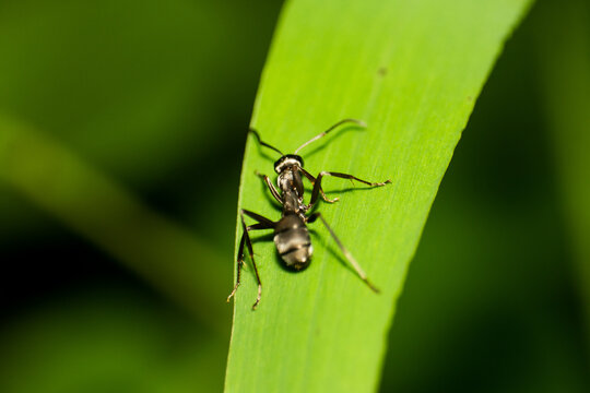 Close-up of a small black insect resting on a vibrant green leaf in nature