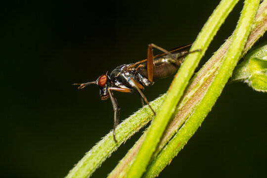 Close-up macro photograph of a fly perched on a green stem with a dark background