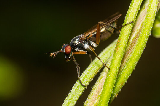 Macro Close-up View of a Stilt-Legged Fly Perched on a Green Textured Plant Stem in a Garden