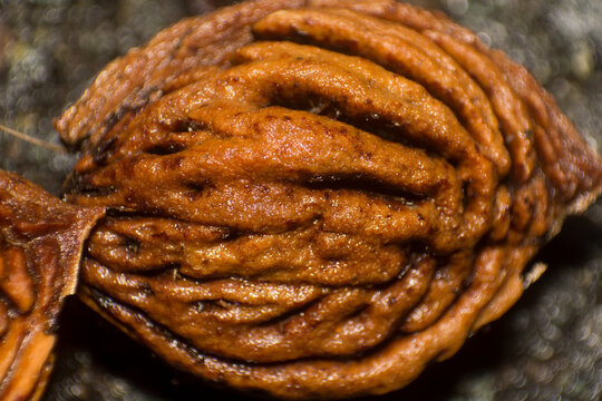 Close Up of a Textured Brown Peach Pit with Organic Grooves on the Ground