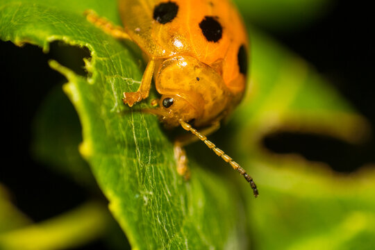 Detailed macro photography of an orange ladybug beetle resting on a green leaf in a natural outdoor garden setting