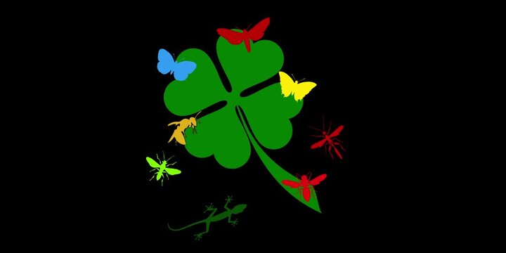 tr&egrave;fle &agrave; quatre feuilles et insectes