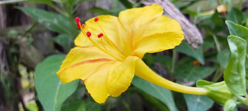 Side profile of bright yellow four o clock flower showing long floral tube and green sepals