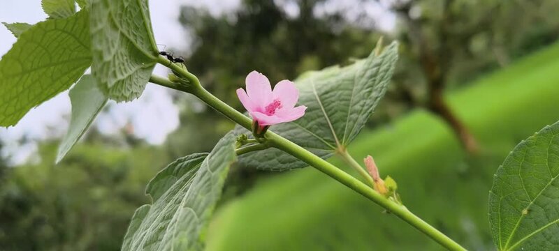 Small pink mallow flower on a green stem against a soft blurred background of trees