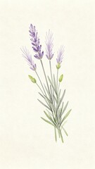 Fototapeta premium Fresh watercolor lavender bouquet illustration, centered composition with pale purple slender spikes and buds, upright gray-green stems needle leaves, beige paper texture elegant botanical art