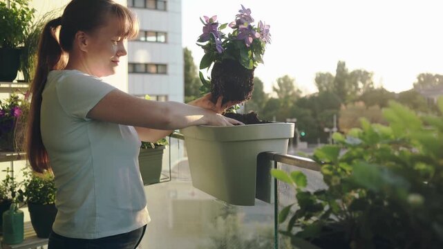 A beautiful medium side shot of a smiling young woman with a long ponytail, gardening on her apartment balcony during a golden morning. She places purple flowers into a railing pot, enjoying her hobby