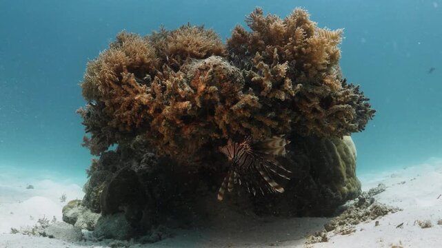 Lionfish Sheltering Beneath Coral Reef in Kenya, Africa