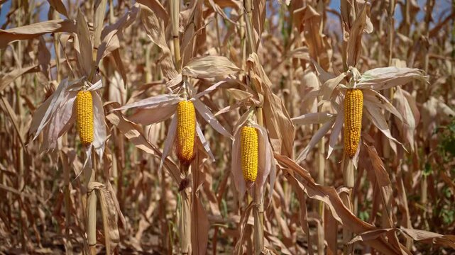 Mature maize plants with multiple golden corn ears surrounded by dry leaves in cultivated agricultural field. Ripe corn crop, harvest season, grain production, rural farming concept. 4K.
