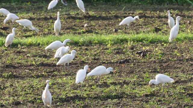 Cattle egrets foraging together in muddy field