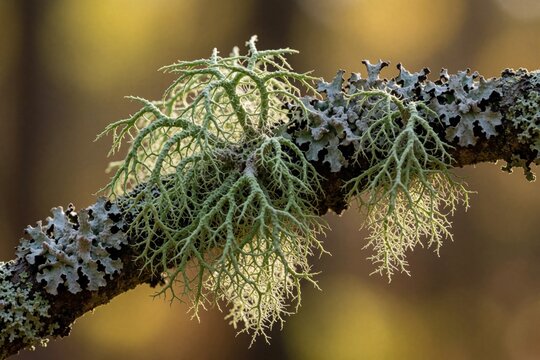 Usnea lichen, also known as fishbone beard, grows on tree branch. Fruticose lichen shows intricate green and gray structures against blurred background.