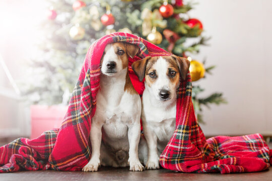 Two jack russell terrier dogs under red plaid blanket near christmas tree. Cute pets in cozy winter holiday home interior. Christmas and new year celebration concept.