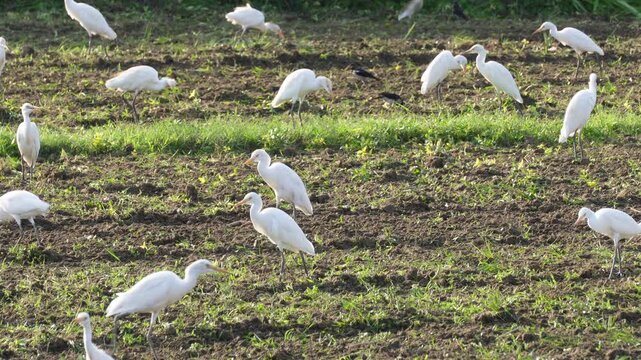 Flock of cattle egrets foraging in a green agricultural field