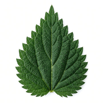 Photorealistic single large deep-green nettle leaf viewed from above, pronounced central vein, intricate branching veins and fine stinging hairs covering the textured surface,