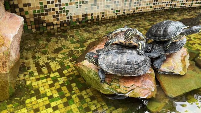 Red eared slider turtles bask on wet rocks emerging from zoo mosaic water tank. Aquatic reptiles sunbathe together near clear pond edge. Close up framing focus on turtle carapaces..