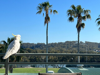 Sulphur Crested Cockatoo Perched On A Railing With Palm Trees © Celeste