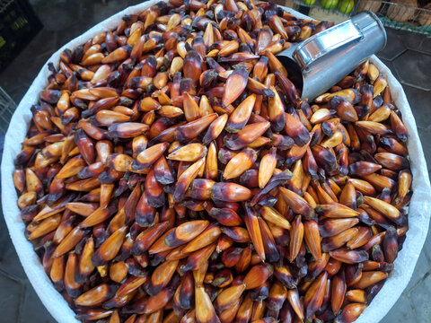 Fresh Araucaria Pine Nuts Displayed in Market Sack