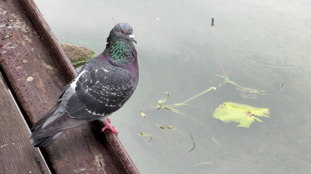 Common Rock Dove (Columba livia) Perched on a Rustic Wooden Dock Overlooking Calm Water with Floating Debris. Bird Watching in an Urban Park 