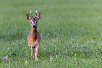 Rehbock steht aufmerksam in grüner Wiese im Naturpark Steinhuder Meer © Bernd Wolter