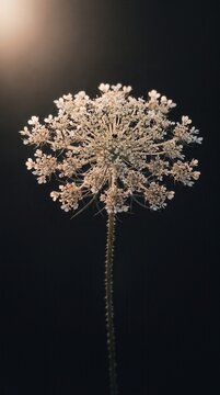 White wild carrot flower umbel against dark background