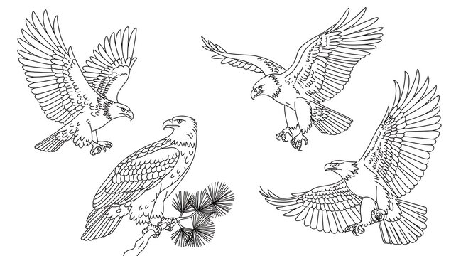 Set of Four Minimalist Black and White Line Drawing Illustrations Featuring Majestic Eagles in Various Flight Poses