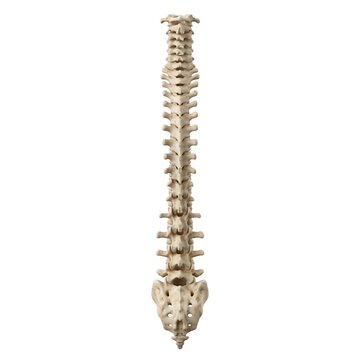 Posterior view of human vertebral column spine and sacrum on white background