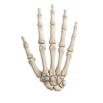Human hand skeleton dorsal view isolated on pure white background