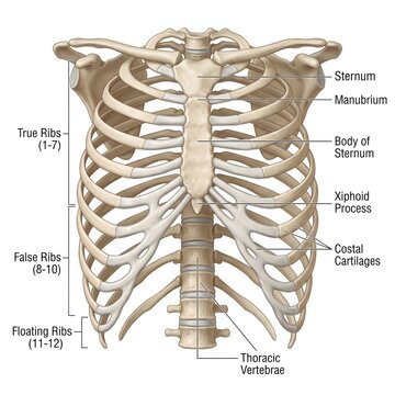 Labeled anatomical diagram of human rib cage and thoracic cage structure