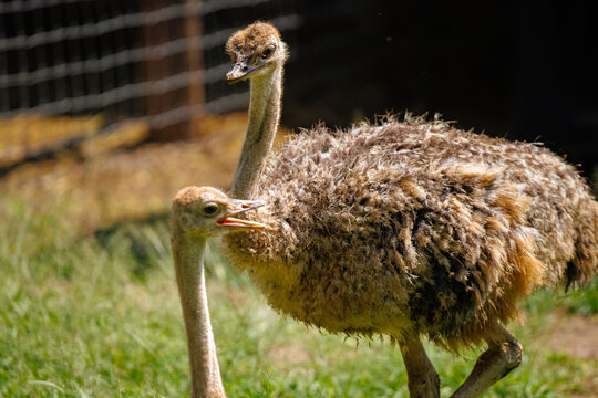 A common ostrich (Struthio camelus)