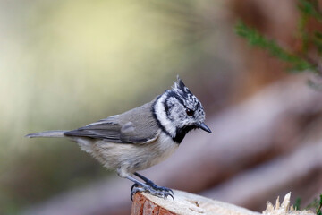 Crested tit © John Sandoy