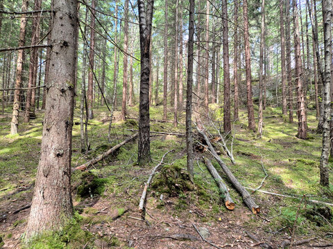 In the forest