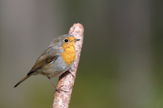robin