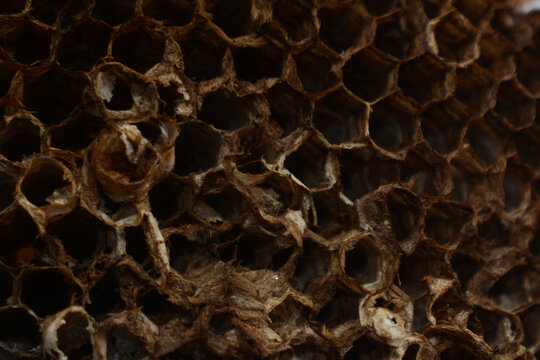 Detailed close up of dark brown empty honeycomb structure background