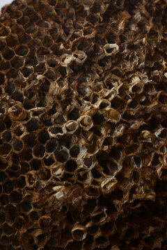 Vertical close up of dark brown natural empty honeycomb structure with bee hive