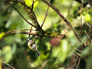 Vogel am. Ast  © Stefan Zimmer 