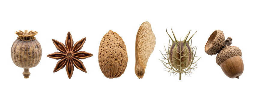 Dried seeds pods botanical collection lined up isolated on black background with poppy head star anise almond winged samara nigella pod and acorn for autumn harvest organic natural detail design.
