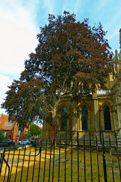 Beverley, East Riding, Yorkshire, England UK - July 29 2026: Copper Beech Tree Beside Beverley Minster