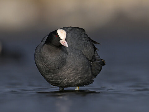 Eurasian coot standing in shallow water with its distinctive white shield