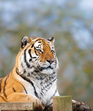 An Amur Tiger sitting on a platform looking ahead