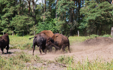 Close-up of several American bison in a sandy enclosure © Anja