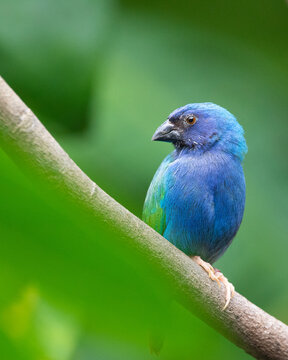 A Tricolored parrotfinch sitting on a branch, against a green background.