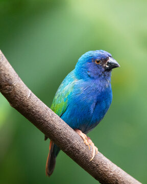 A Tricolored parrotfinch sitting on a branch, against a green background.