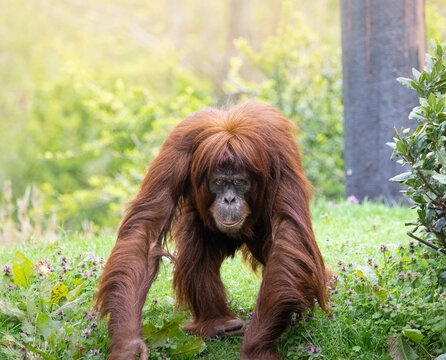 A adult Orangutan walking on all fours