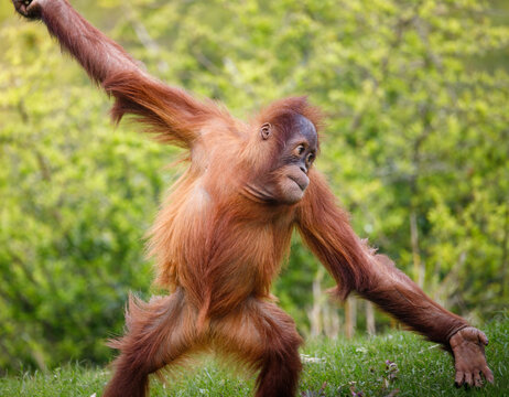 A juvenile Orangutan doing a cartwheel