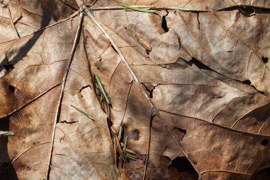Close-up texture of a dry brown maple leaf with pine needles and shadows, background, texture