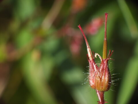 Herb-Robert, Geranium robertianum, Robert's geranium