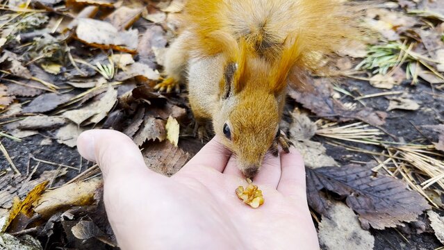 Wild fluffy squirrel taking nuts from male arm and gnawing it outdoor. Cute rodent eating food from hand of guy at forest. Man feeding hungry small sciurus to walnuts at autumn park. POV