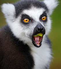 A Ring tailed lemur eating © Mark