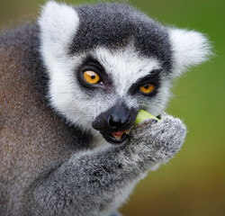 A Ring tailed lemur eating © Mark